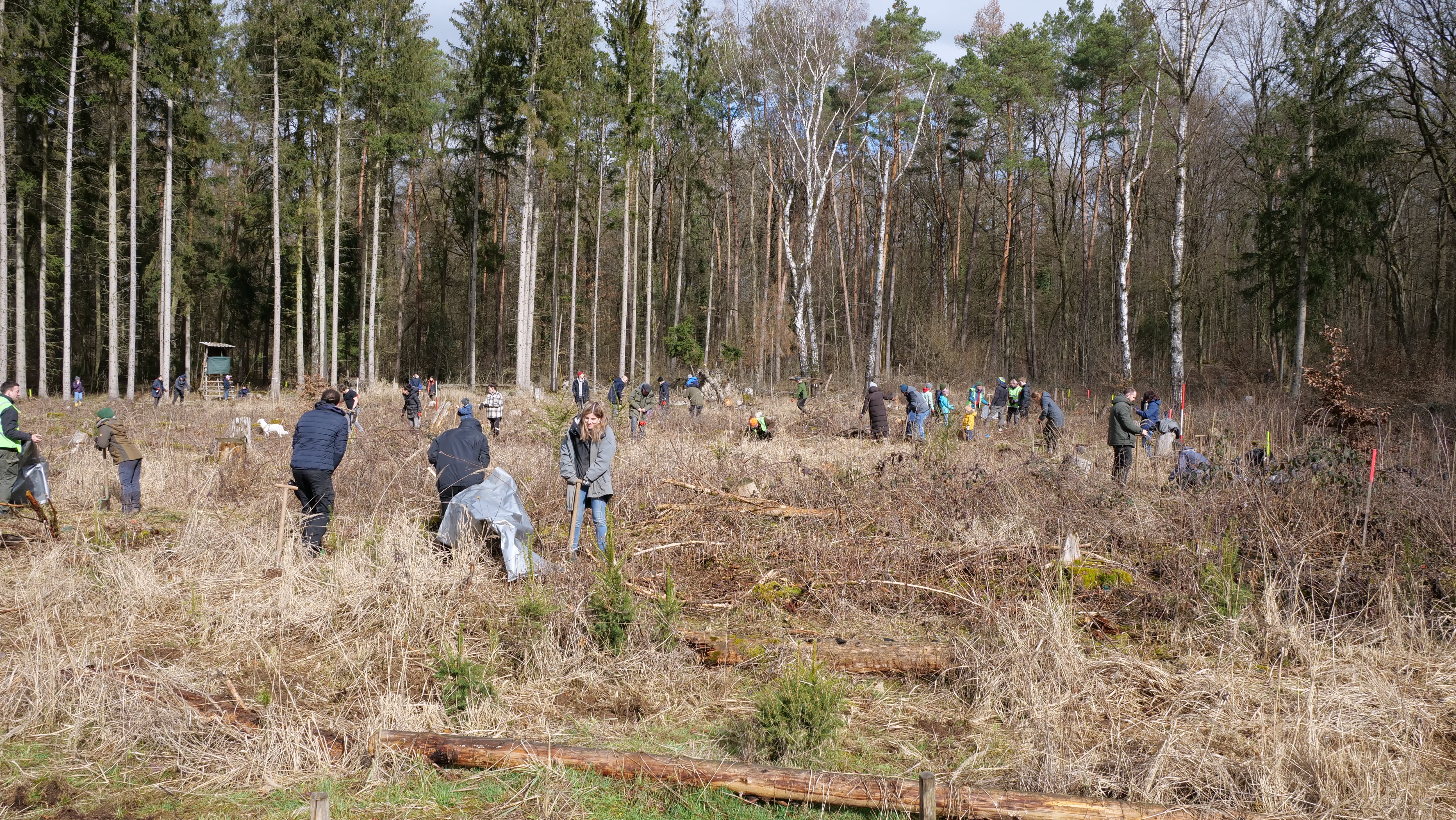 Alcedis Green pflanzt Bäume