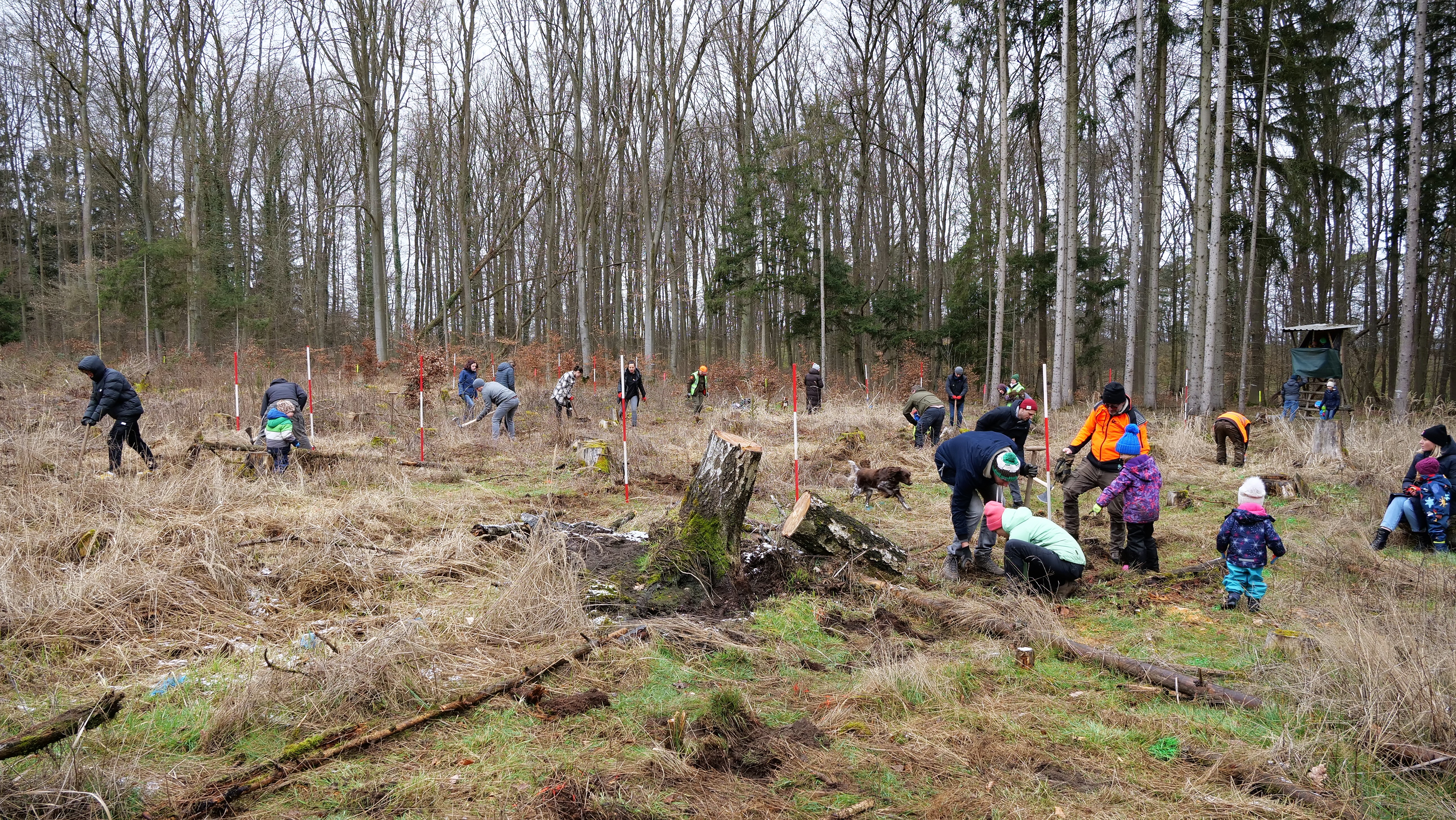 Alcedis Green plants 1.000 trees